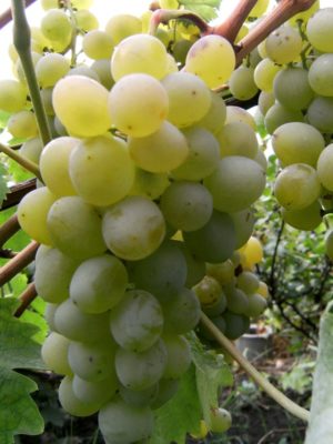 Виноград-талисман: история сорта, особенности посадки и выращивания