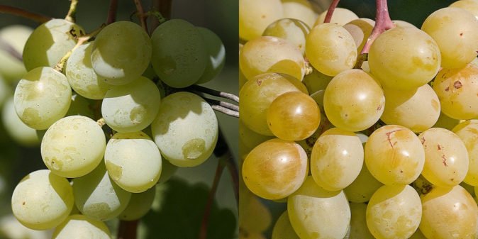 Виноград-талисман: история сорта, особенности посадки и выращивания