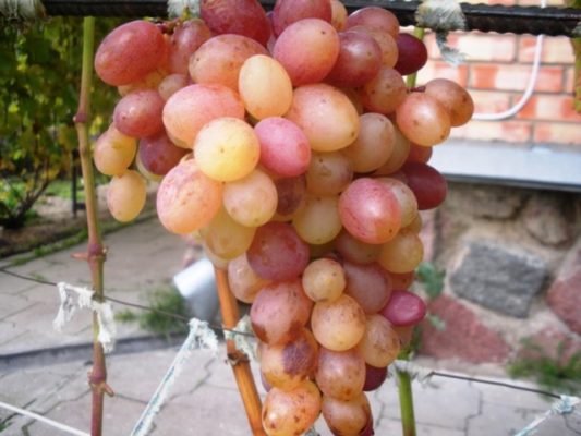 Виноград Тасон - ранний и урожайный столовый сорт