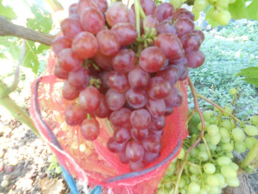 Виноград Тасон - ранний и урожайный столовый сорт