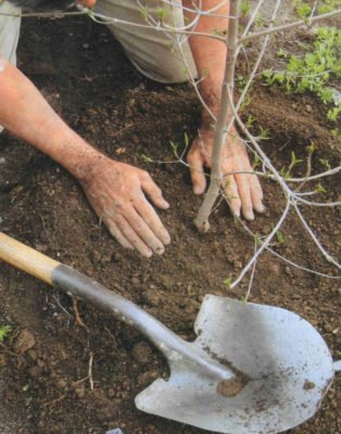 Вишня Тургеневская (Тургеневка): характеристика сорта и советы садоводам