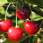 Вишневый сад: сорта и виды вишни