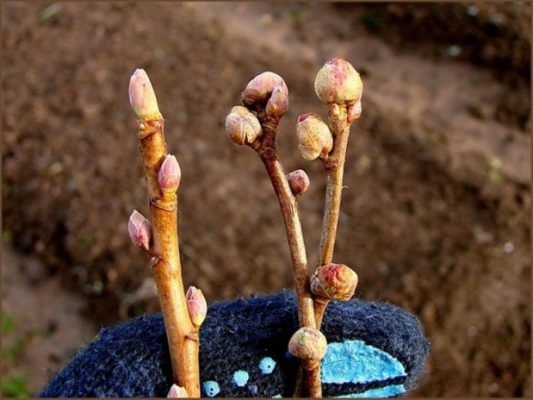 Возможные проблемы с выращиванием персика