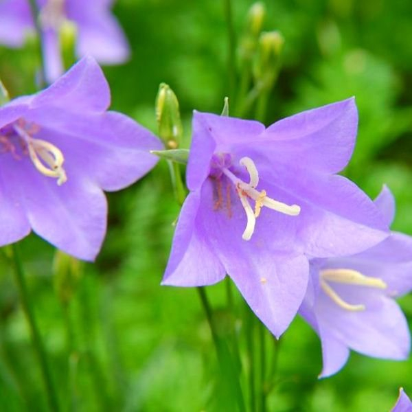 Время цветения - Календарь садовых растений