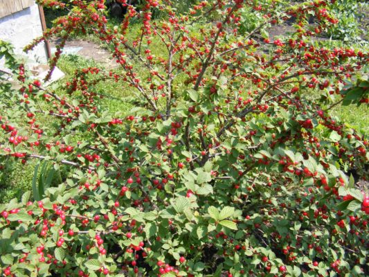 Все секреты войлочной вишни: выбор сорта, посадка, уход и особенности размножения