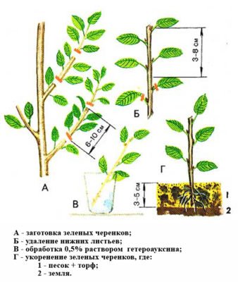 Все секреты войлочной вишни: выбор сорта, посадка, уход и особенности размножения