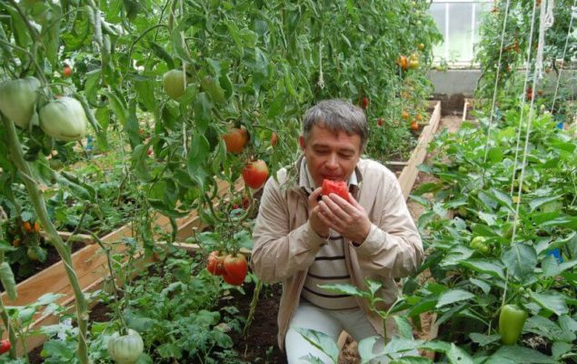 Все об успешном выращивании томатов Куор ди Буэ: любимый сорт розовых томатов