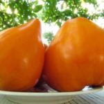 Все об успешном выращивании томатов Куор ди Буэ: любимый сорт розовых томатов