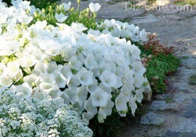 Выбираем белые цветы для создания однотонного сада: подборка лучших сортов