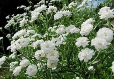 Выбираем белые цветы для создания однотонного сада: подборка лучших сортов