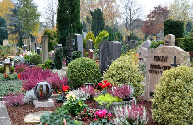Выбор неприхотливых многолетних цветов для посадки на кладбище