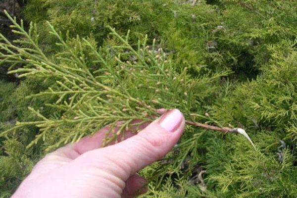 Выращивание кипарисовика из семян - простой способ получить красивый вечнозеленый вид