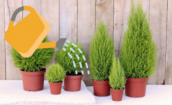 Выращивание кипарисовика из семян - простой способ получить красивый вечнозеленый вид