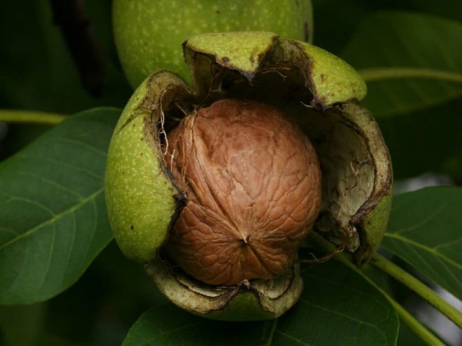 Выращиваем орехи на участке: особенности ухода