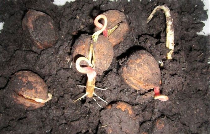 Выращиваем орехи на участке: особенности ухода