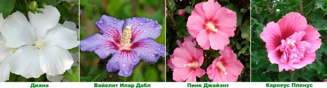 Выращивание садового гибискуса: секреты обильного цветения