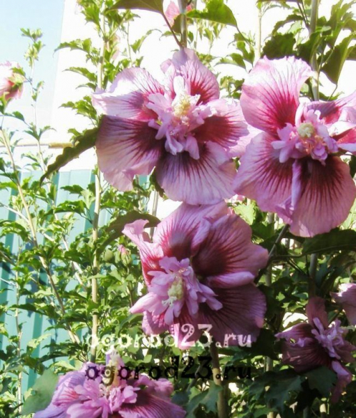 Выращивание садового гибискуса: секреты обильного цветения