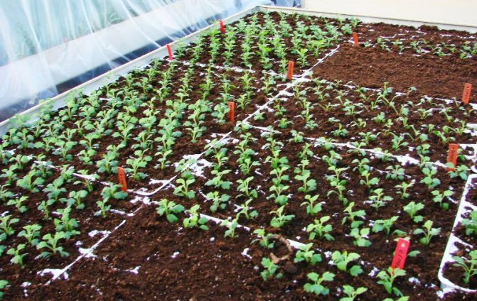 Выращивание хризантемы окаймленной семенами - фото рассады