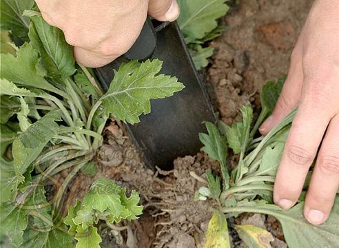 Выращивание хризантемы окаймленной семенами - фото рассады