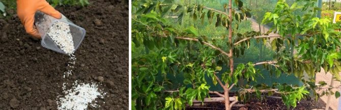 Выращивание и уход за шелковицей в открытом грунте