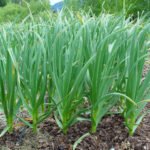 Выращивание ярового чеснока: правила и хитрости