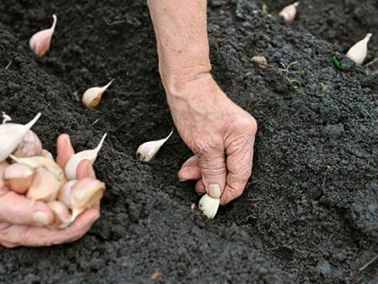 Выращивание ярового чеснока: правила и хитрости