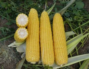 Выращивание кукурузы: на Урале, в Сибири, Ленинградской области и средней полосе