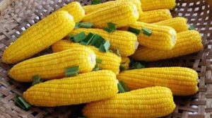 Выращивание кукурузы: на Урале, в Сибири, Ленинградской области и средней полосе