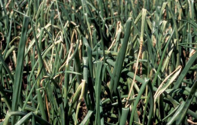 Выращивание лука для зелени: от подоконника до гидропоники!