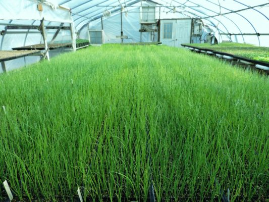 Выращивание лука для зелени: от подоконника до гидропоники!