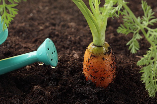Выращивание столовой моркови