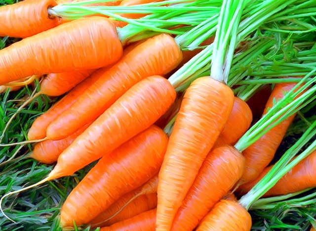 Выращивание столовой моркови
