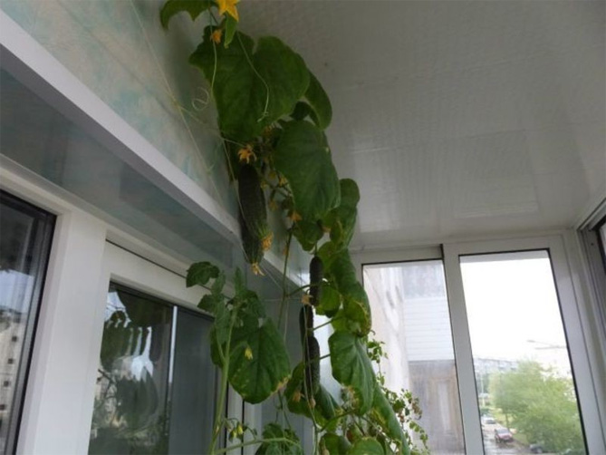 Выращивание огурцов на подоконнике в домашних условиях, на балконе, фото, отзывы