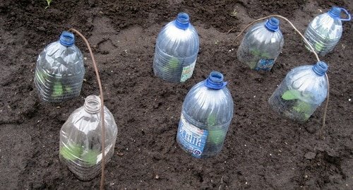 Выращивание огурцов в пластиковых бутылках - интересный опыт и достойный результат!