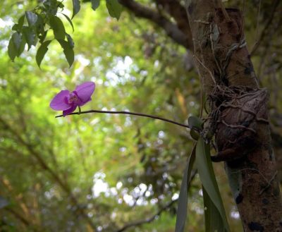 Выращивание орхидеи из семян: химера или реальность?