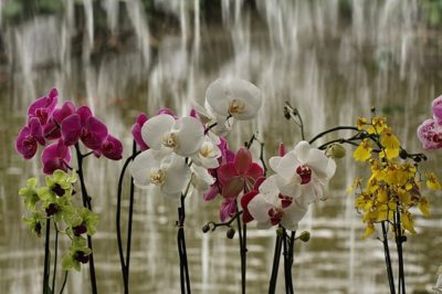 Выращивание орхидеи из семян: химера или реальность?
