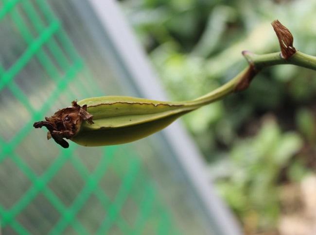 Выращивание орхидей из семян в помещении: сложно, но возможно