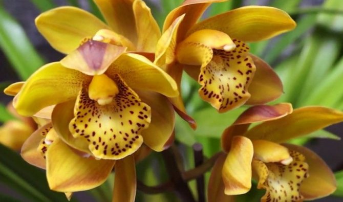 Выращивание орхидей из семян в помещении: сложно, но возможно