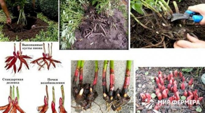 Выращивание пионов из семян: древесных и травянистых