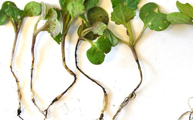 Выращивайте рассаду брокколи и ухаживайте за ними дома