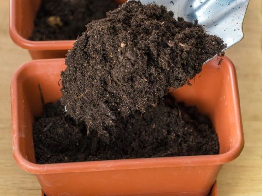 Выращивайте рассаду брокколи и ухаживайте за ними дома
