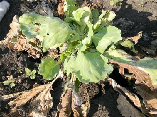 Выращивание рассады капусты в домашних условиях: пошаговое руководство