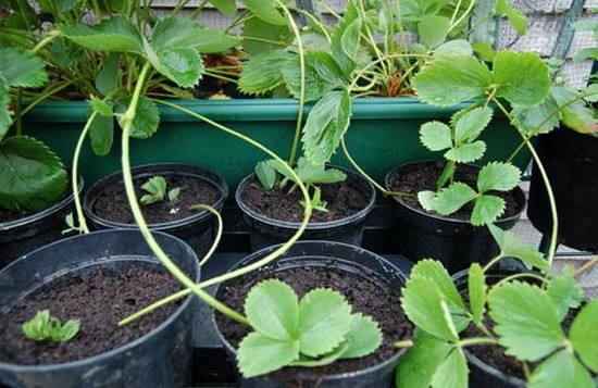 Выращивание садовой клубники