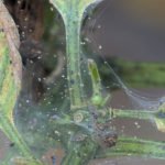 Выращивание шелковицы: способы выращивания, уход за растениями и распространенные сорта