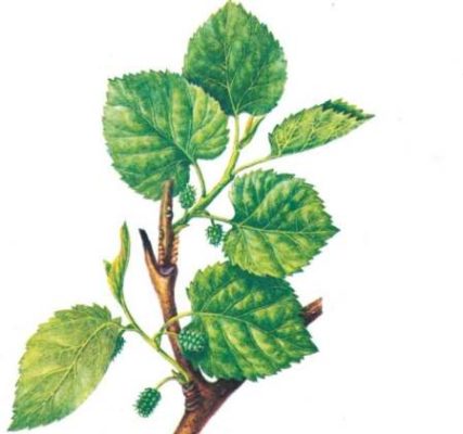 Выращивание шелковицы: способы выращивания, уход за растениями и распространенные сорта