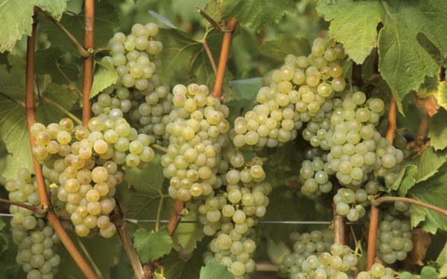 Выращивание винограда из черенков: сложные советы и нюансы