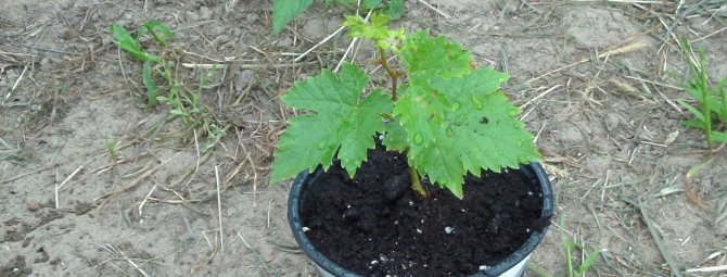 Выращивание винограда из черенков: сложные советы и нюансы