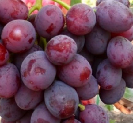 Заря Несветая - один из лучших любительских гибридных сортов винограда