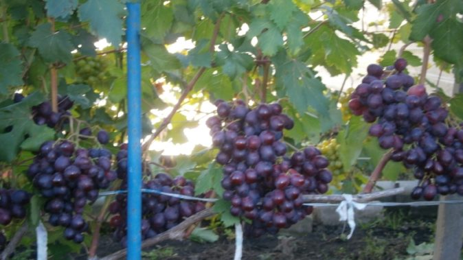 Заря Несветая - один из лучших любительских гибридных сортов винограда