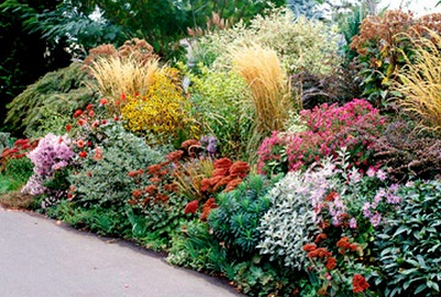 Засухоустойчивые растения для сада - выбираем самые красивые сорта